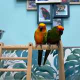 Quando arriviamo l�esperta � alle prese con Genny e Lilly: una coppia di conuri, pappagalli dai colori vivaci